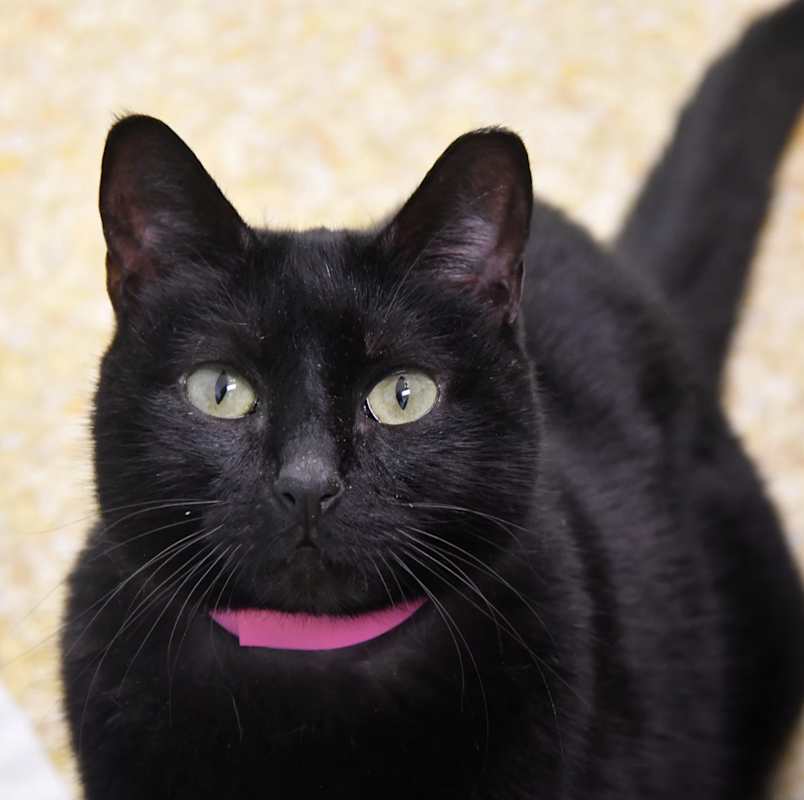 Photo of Scootie #image