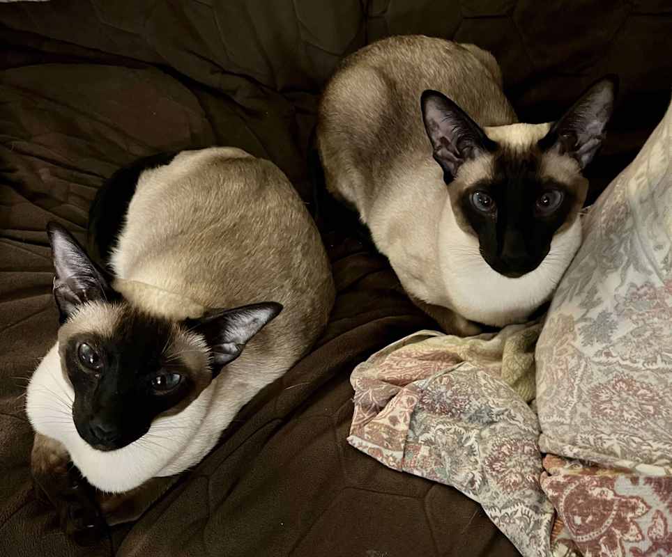 Photo of Simon & Lily *BONDED PAIR* #image