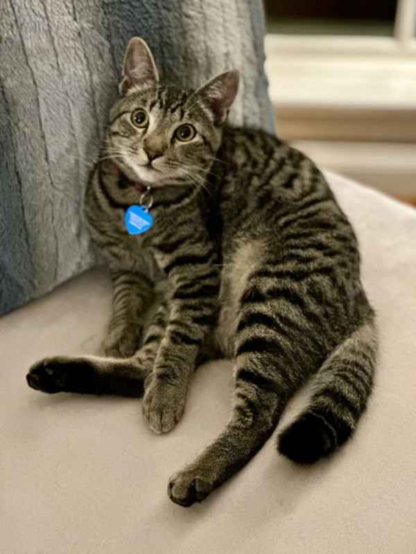 Photo of Mighty Magnificent Milo #image