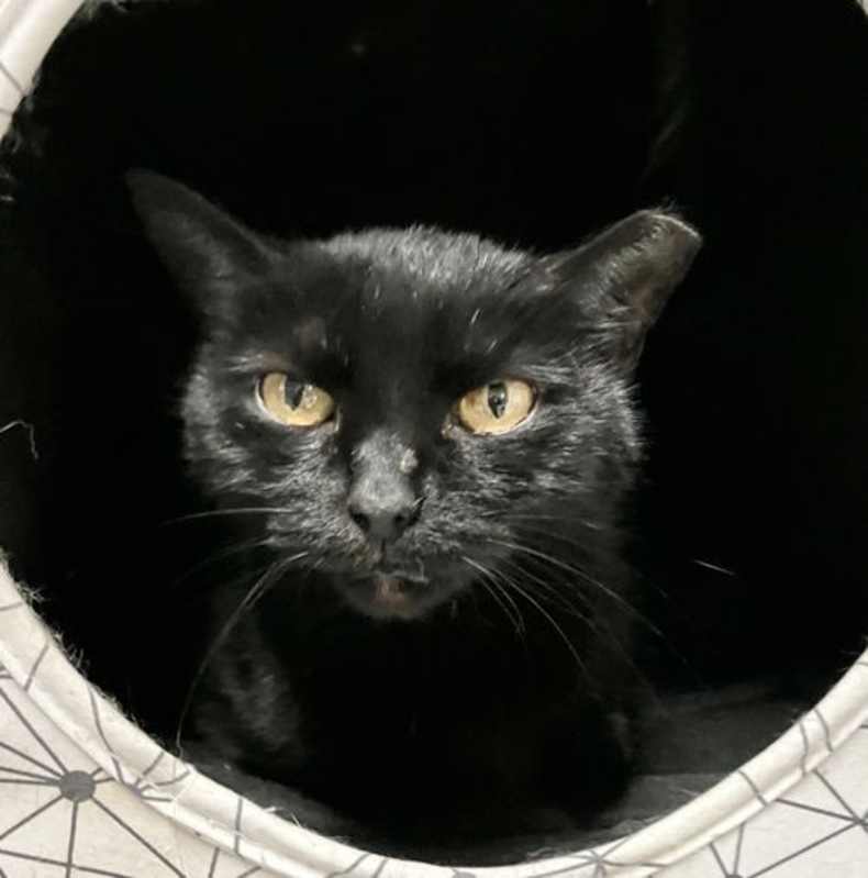 Photo of Black Pearl #image