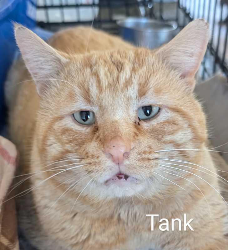 Photo of Tank #image