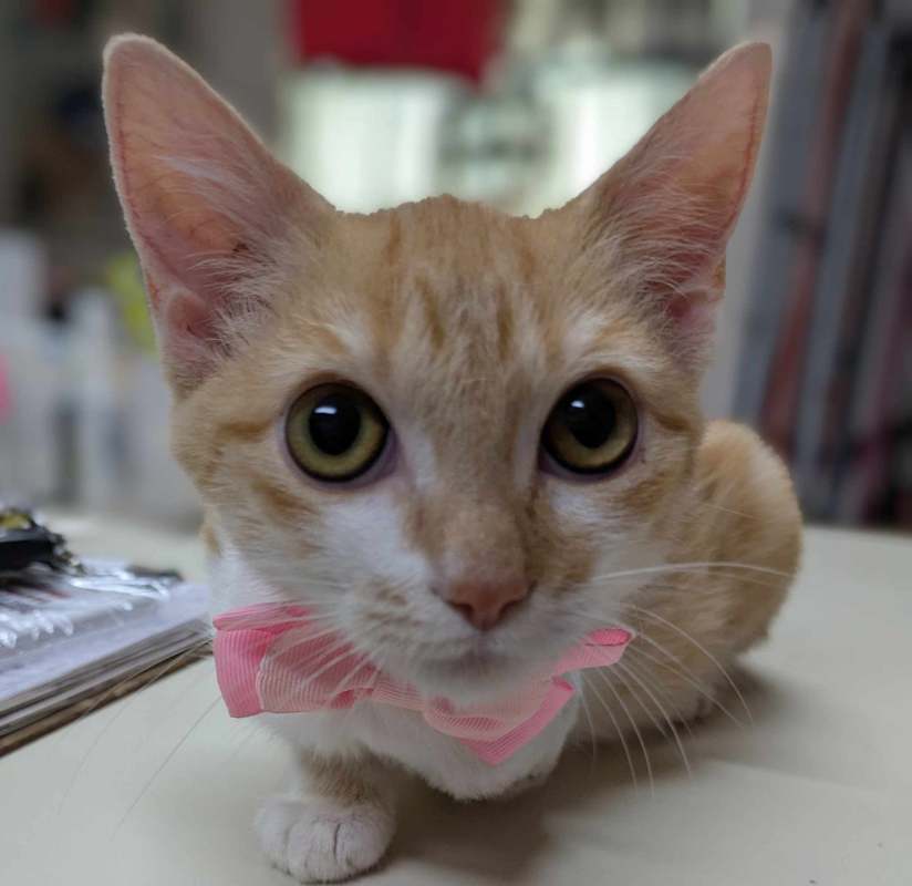 Photo of Cpt Morgana #image