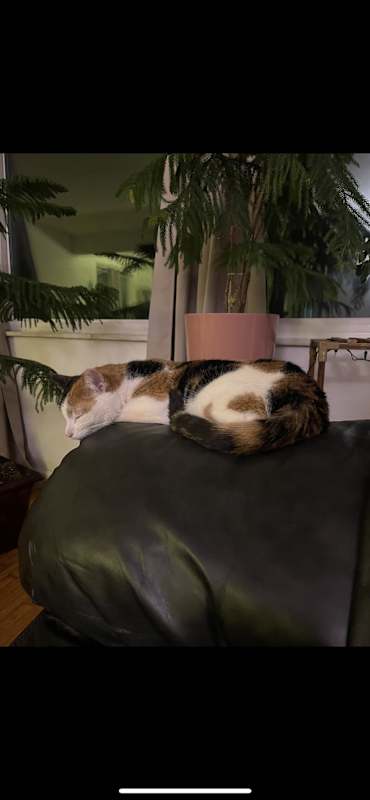 Photo of Sansa #image