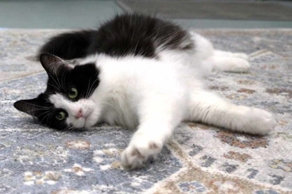 Photo of Sooner #image