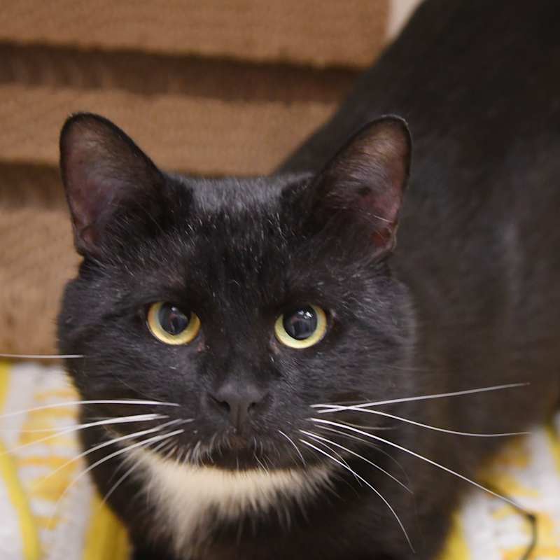 Photo of Sylvester #image