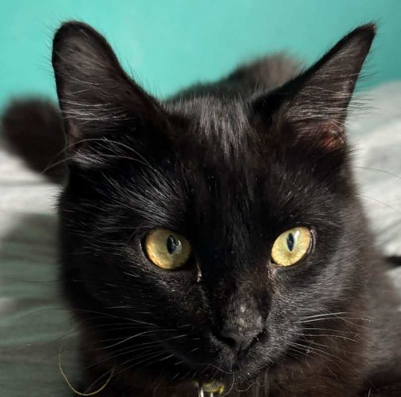Photo of Shadow S. #image
