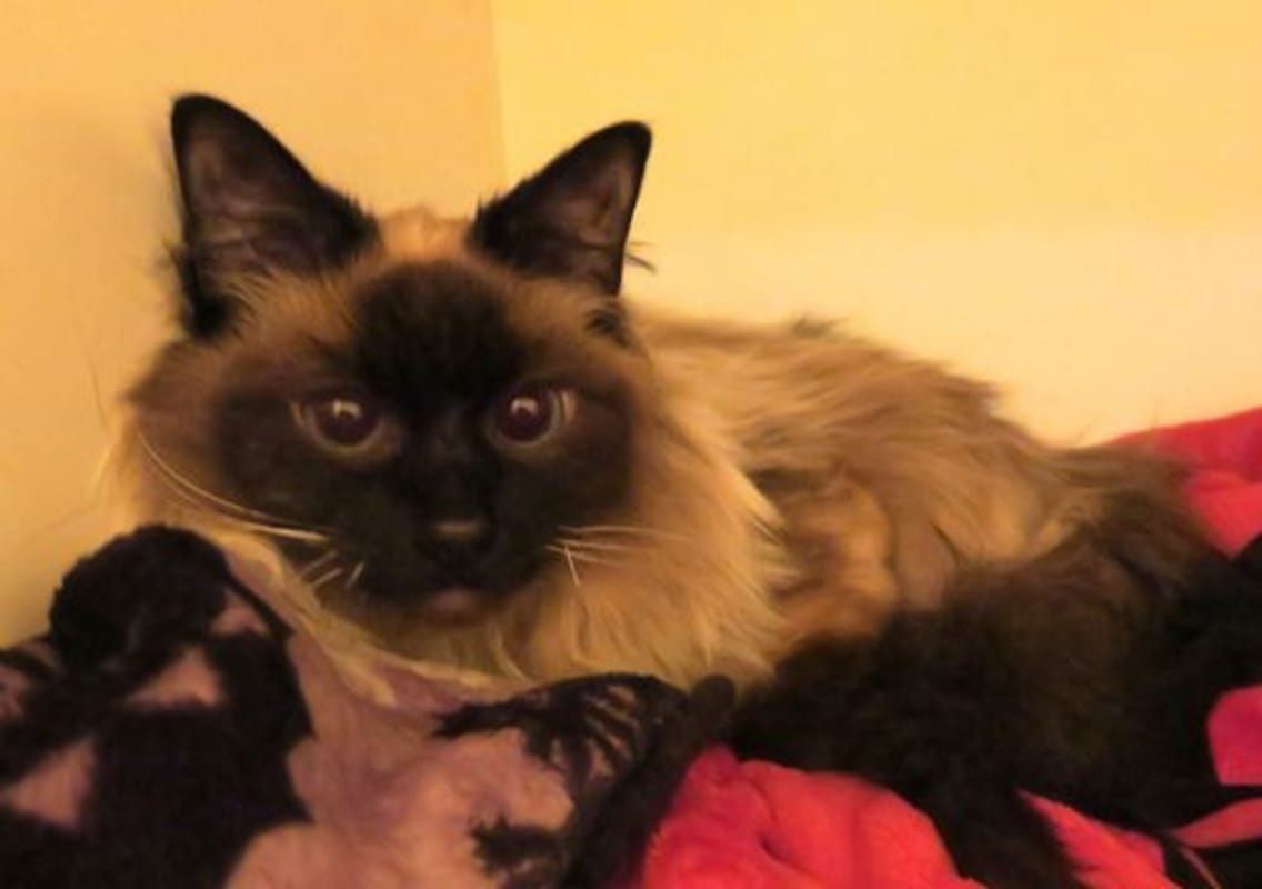 Photo of Pearl #image