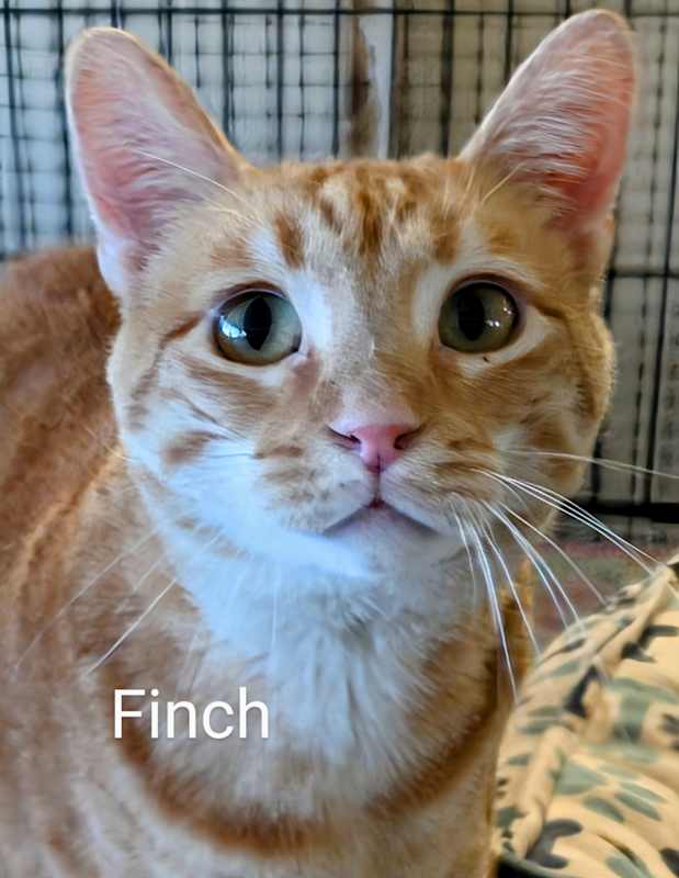 Photo of Finch #image