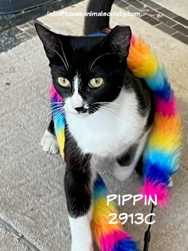 Photo of Pippin #image