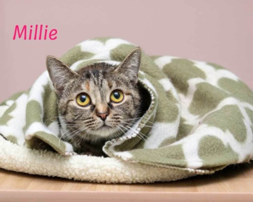 Photo of Millie #image