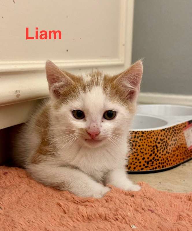 Photo of Liam #image