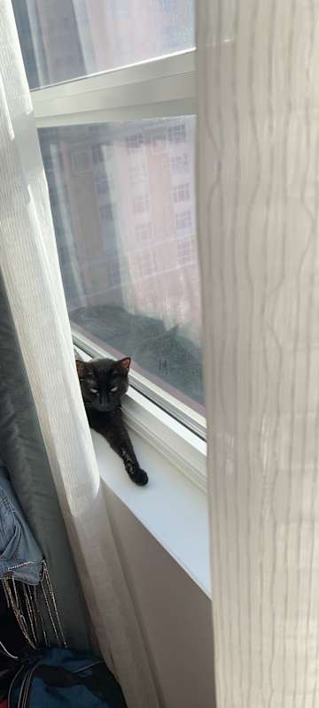Photo of Coraline #image