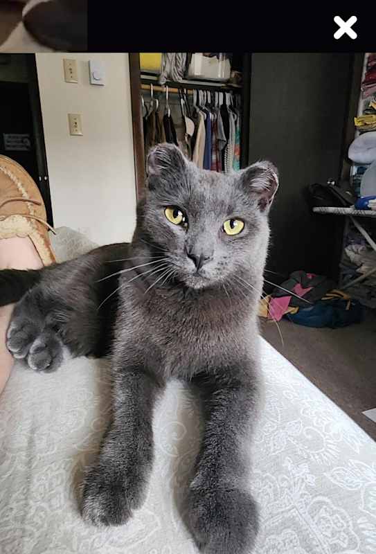 Photo of Merlin #image