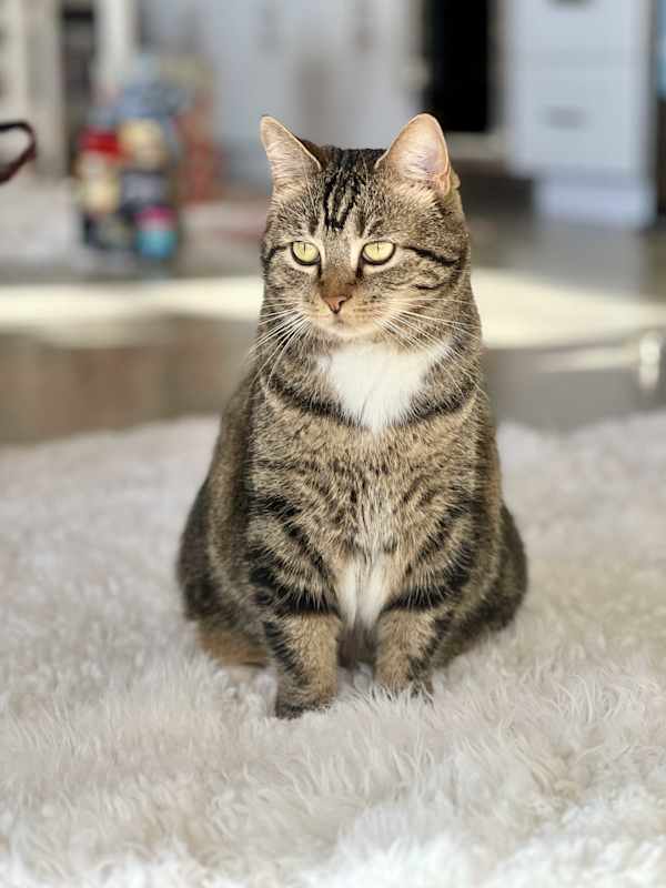 Photo of Kitty, Queen of Sass #image
