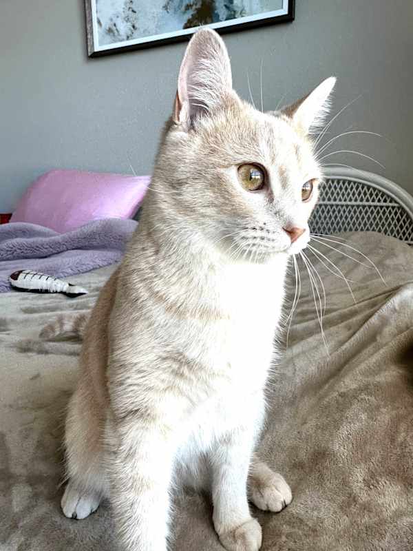 Photo of Tibbles #image