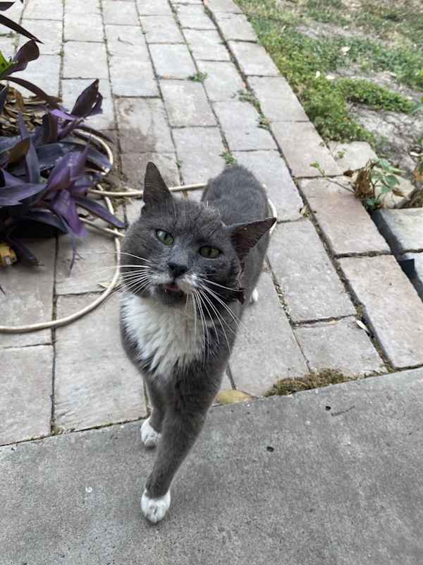 Photo of Dusty #image