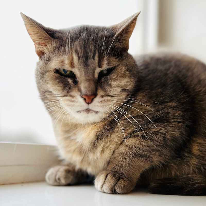 Photo of Kimba #image