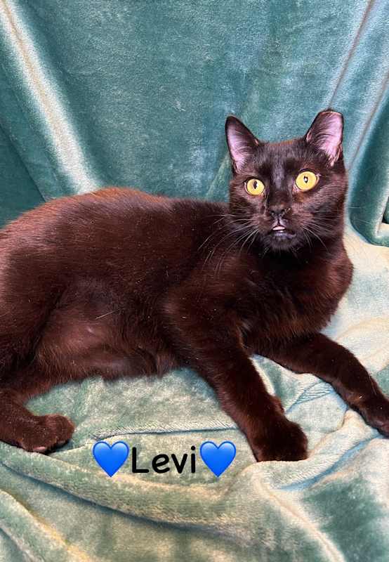 Photo of Levi #image