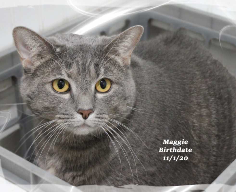 Photo of Maggie #image
