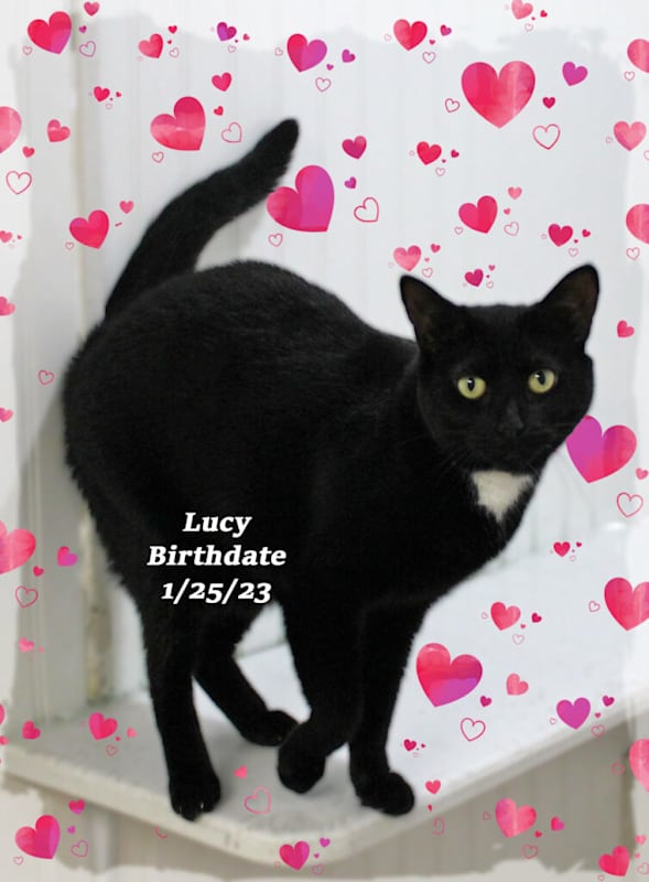 Photo of Lucy #image