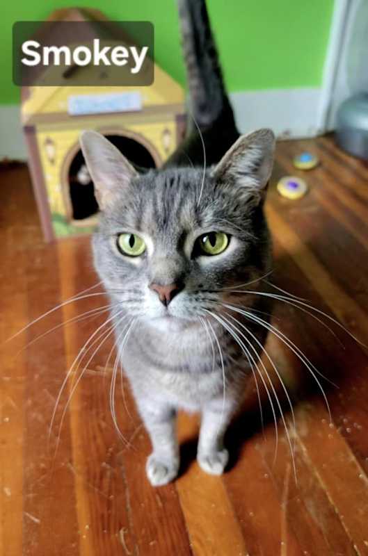 Photo of Smokey #image