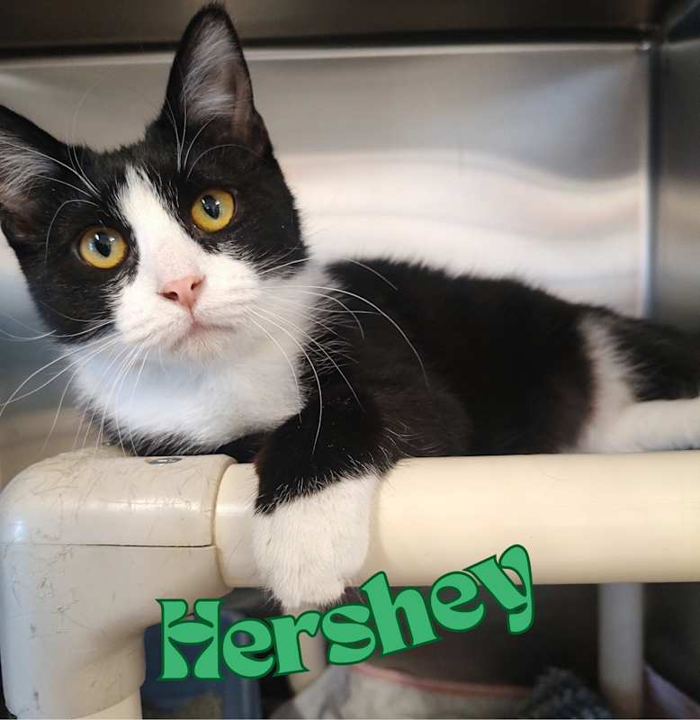 Photo of Hershey #image