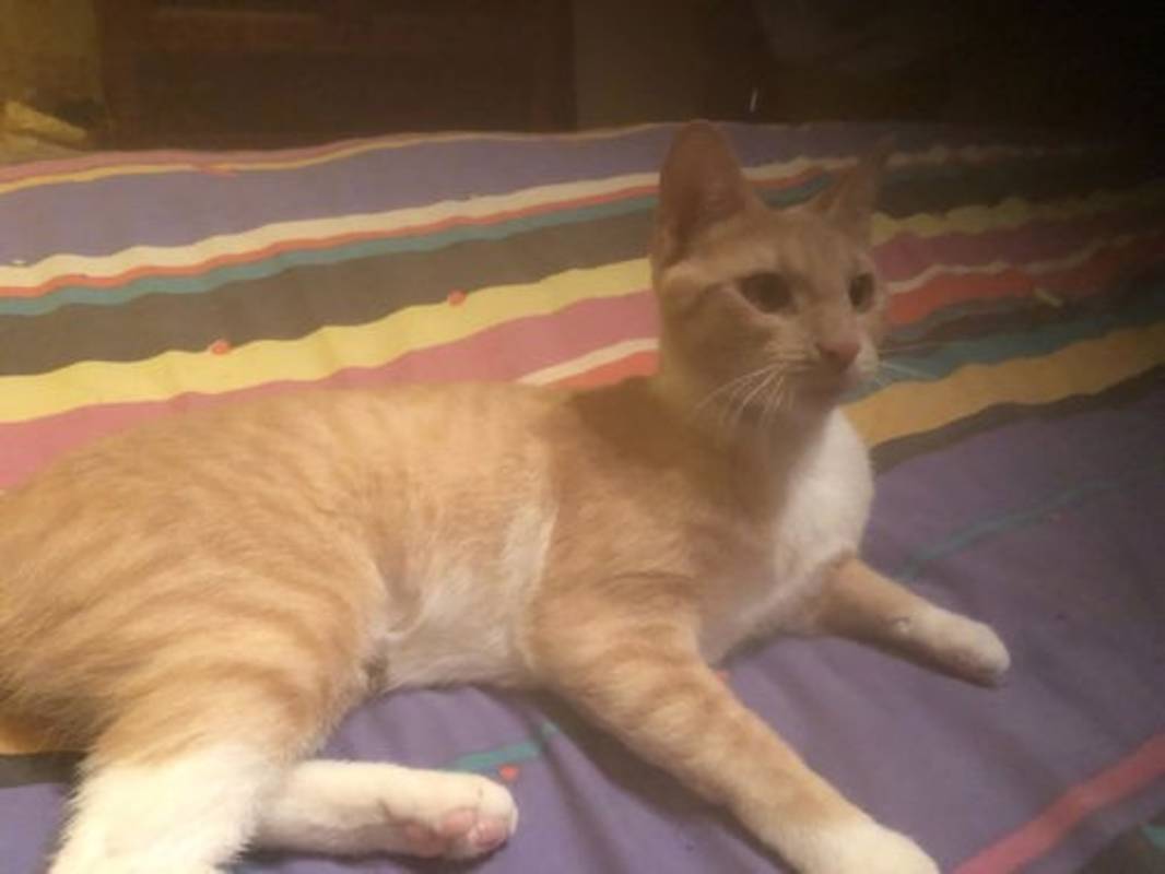 Photo of Peaches #image
