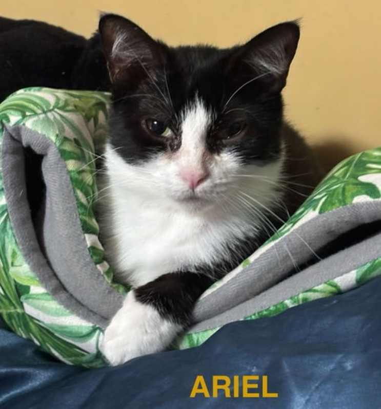 Photo of Ariel #image