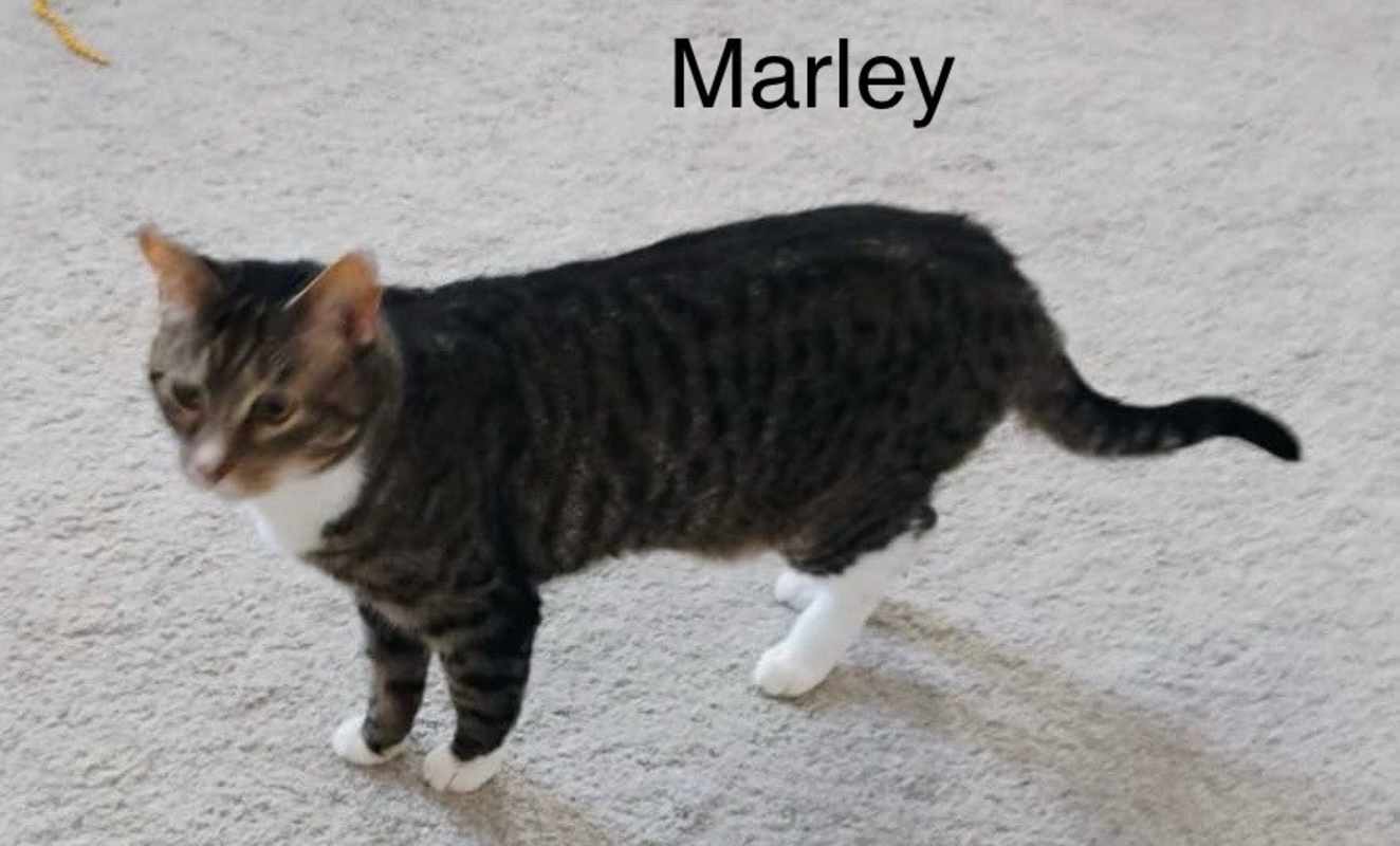 Photo of Marley #image