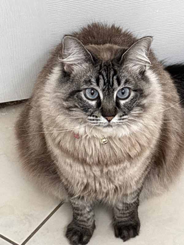 Photo of Belle #image