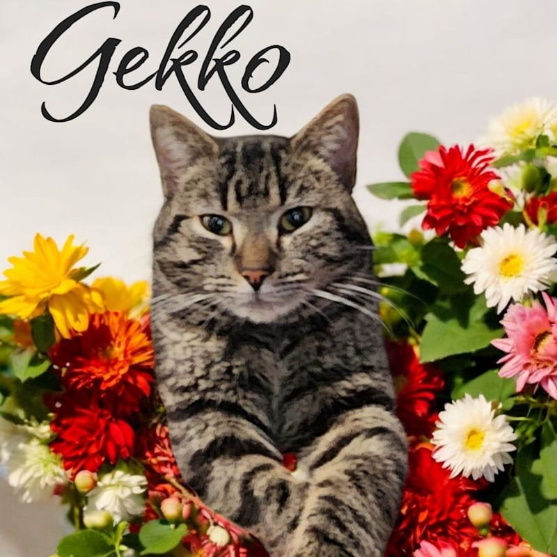 Photo of Gekko #image