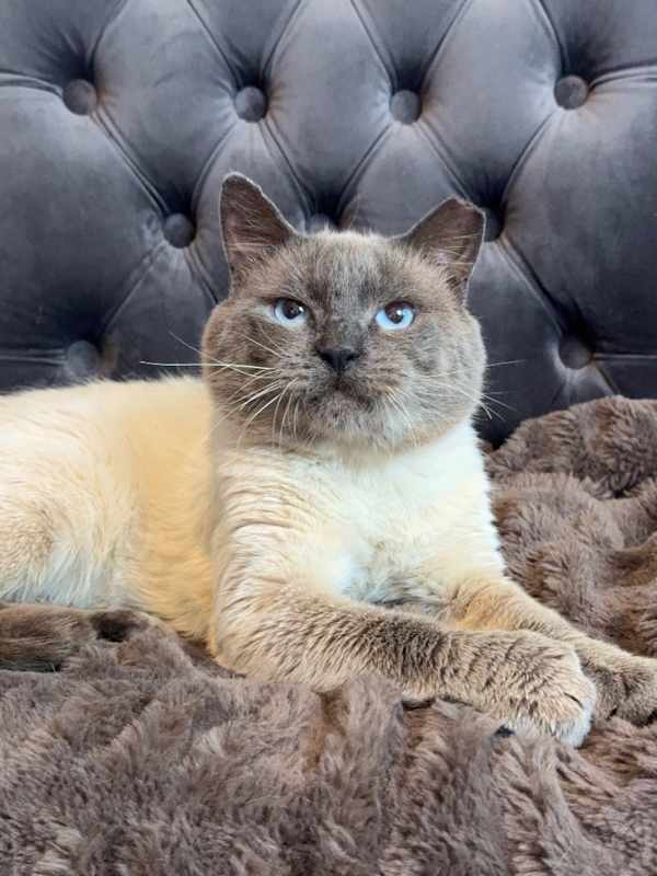 Photo of Meowgi #image