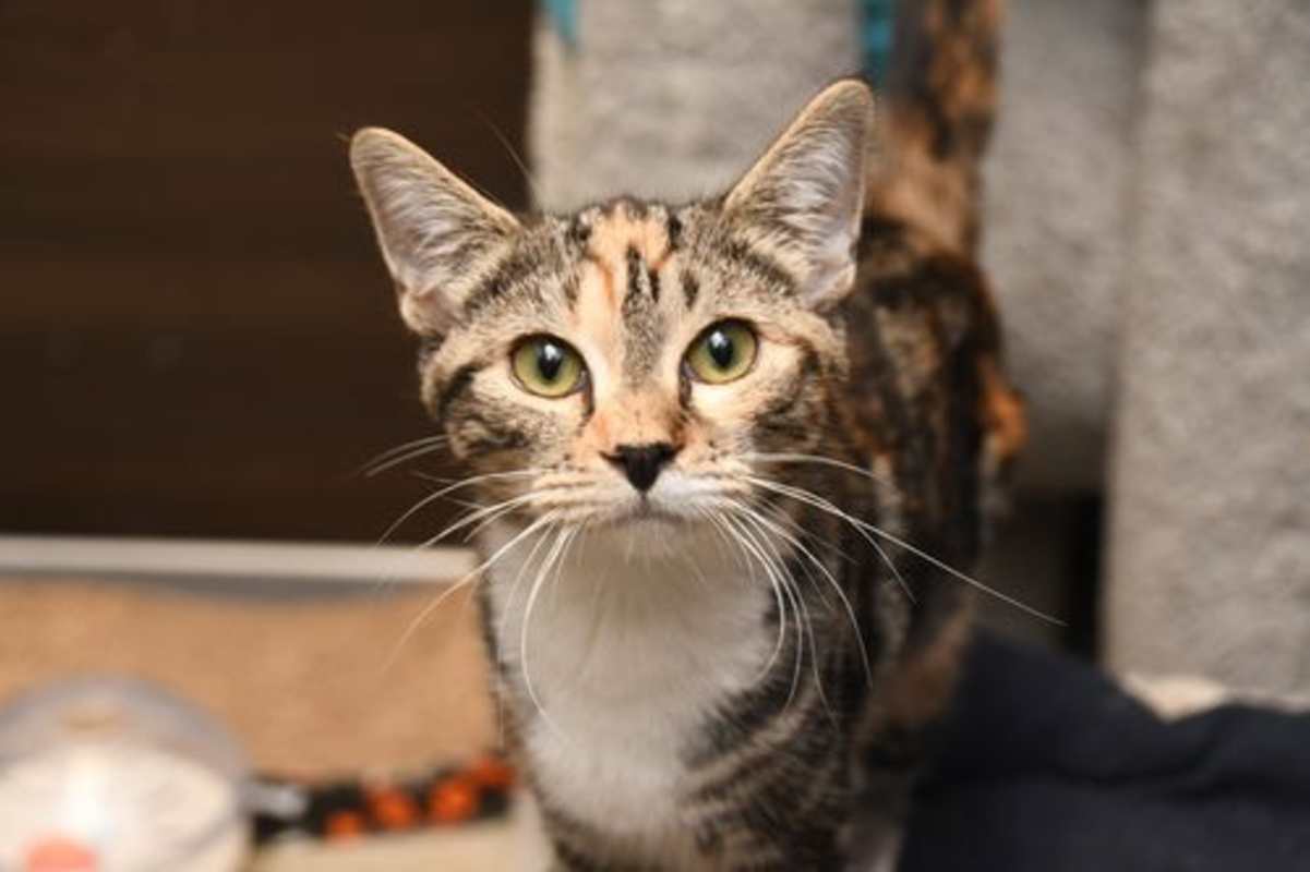 Photo of Sugar Plum #image