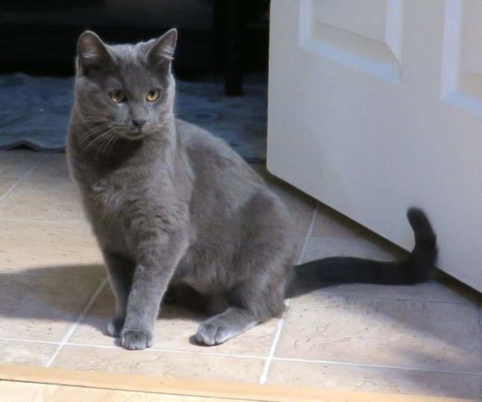 Photo of Pepper #image