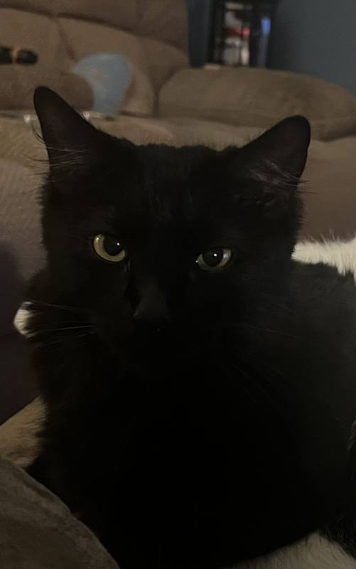 Photo of Athena #image