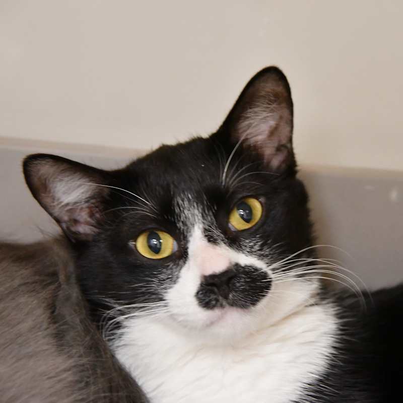 Photo of Tux #image