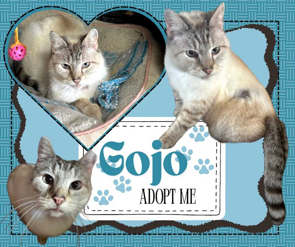 Photo of Gojo #image