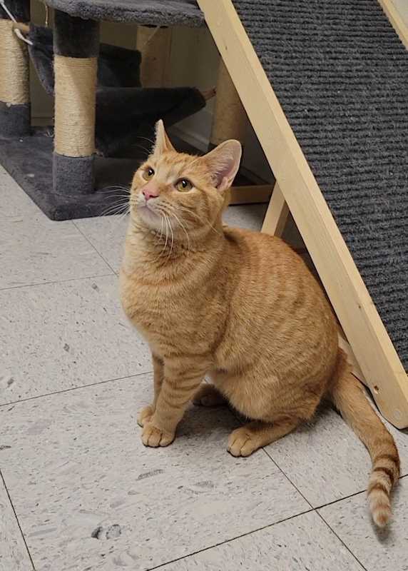 Photo of BOSCO #image