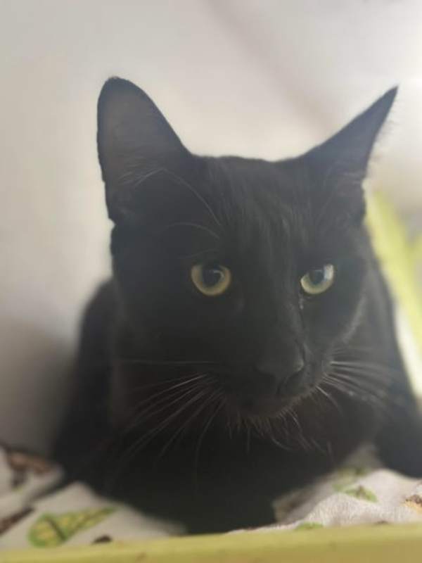 Photo of Soot #image