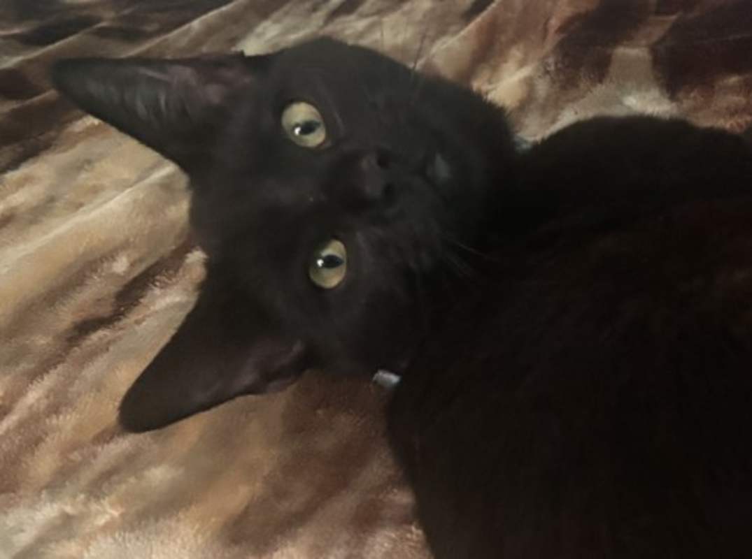 Photo of Luna #image