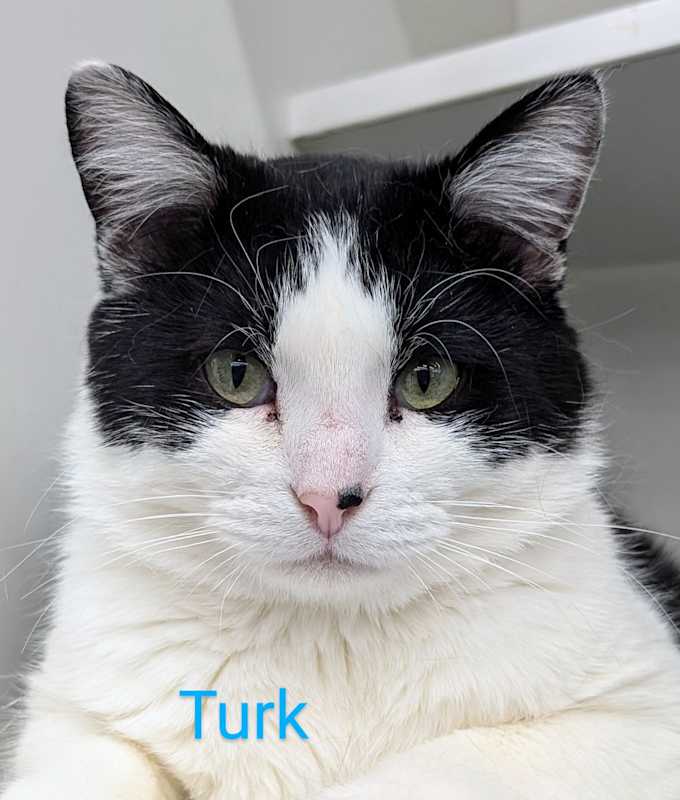 Photo of Turk #image