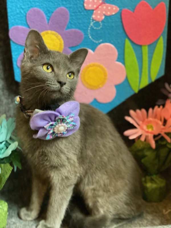 Photo of Meredith Gray #image