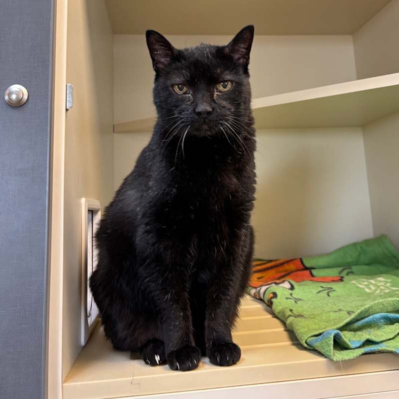 Photo of Tuffy #image