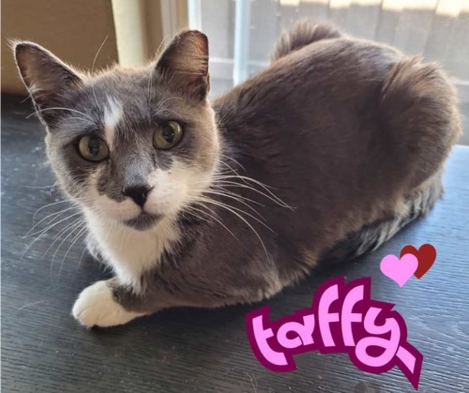 Photo of Taffy #image