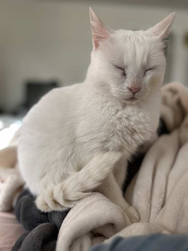 Photo of Juniper #image