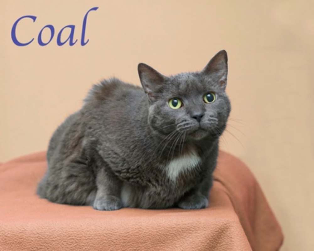 Photo of Coal #image