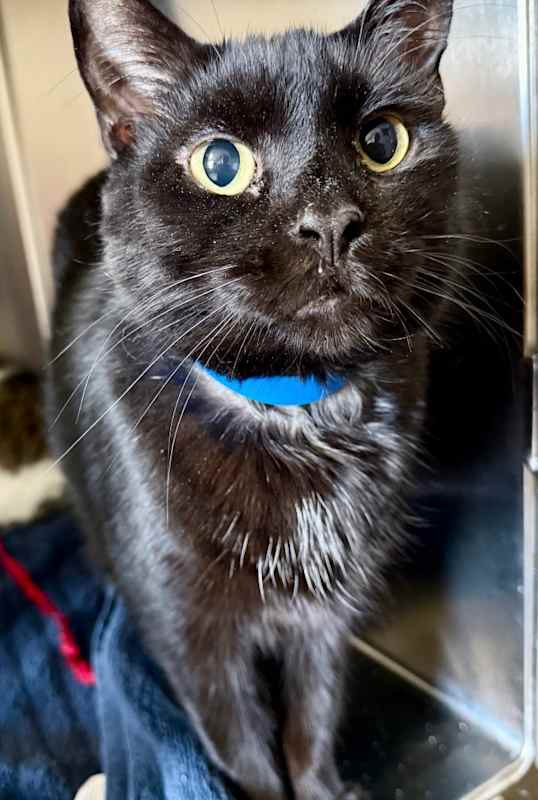 Photo of Atticus #image
