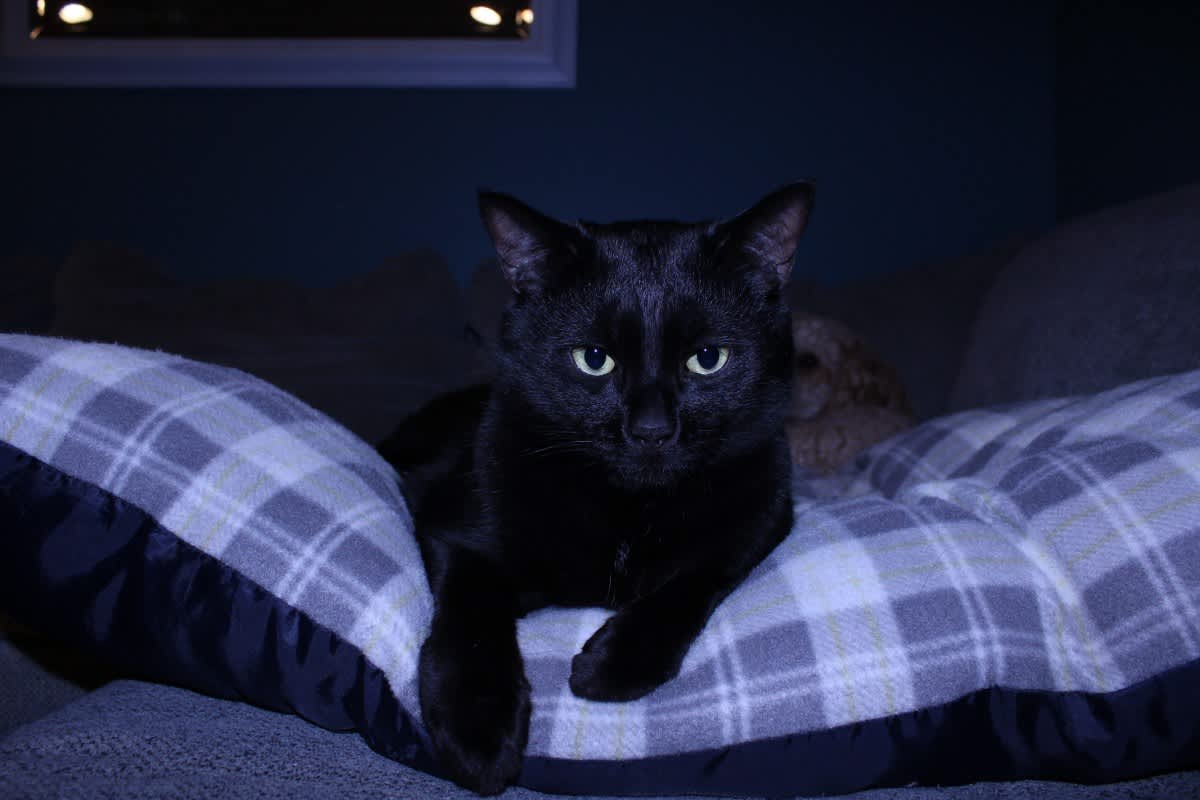 Photo of Onyx #image