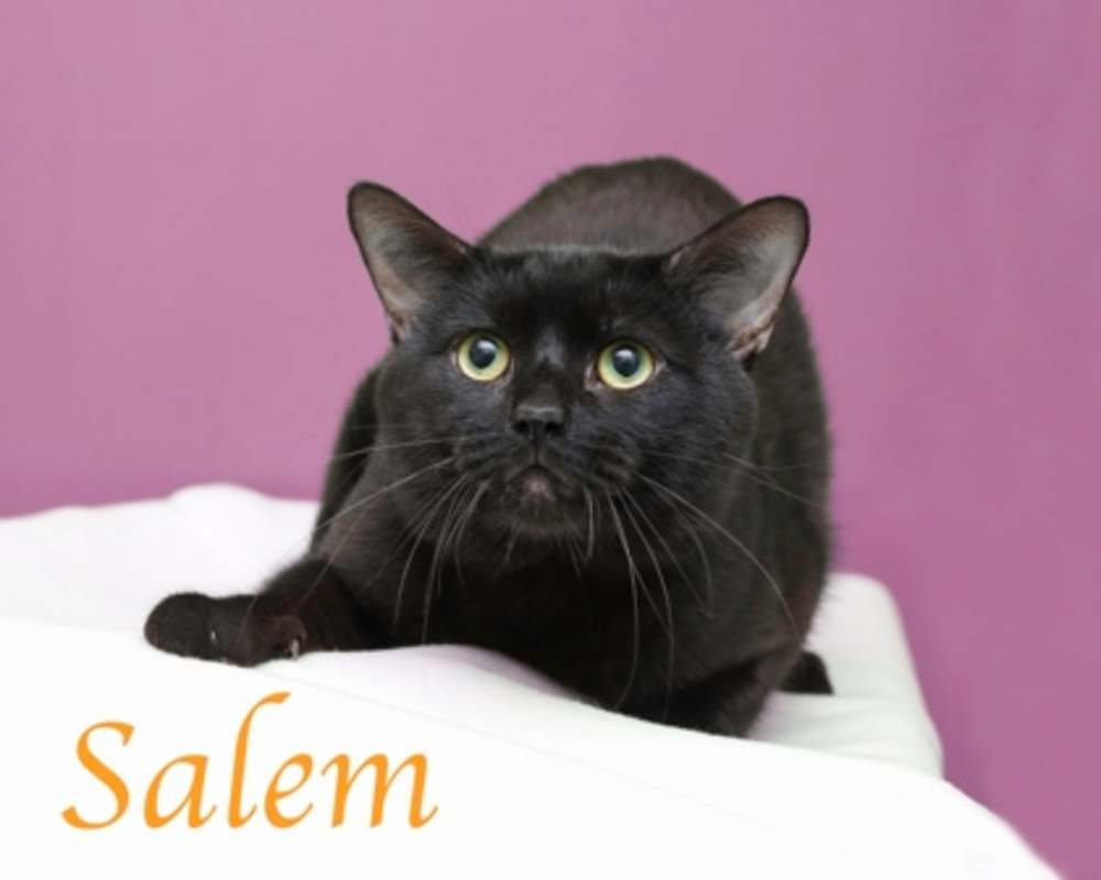 Photo of Salem #image