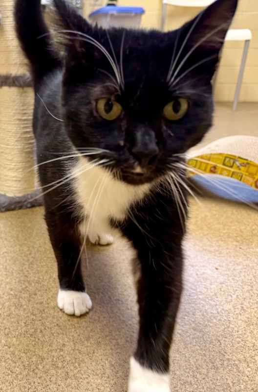 Photo of Mr. Meowgi #image